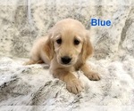 Small #3 Golden Retriever