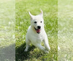 Small #2 German Shepherd Dog