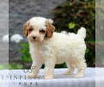Small #2 Poodle (Miniature)
