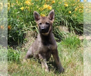 German Shepherd Dog Puppy for sale in STEWARTSTOWN, PA, USA