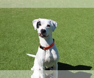 Pointer Dogs for adoption in Chestertown, MD, USA