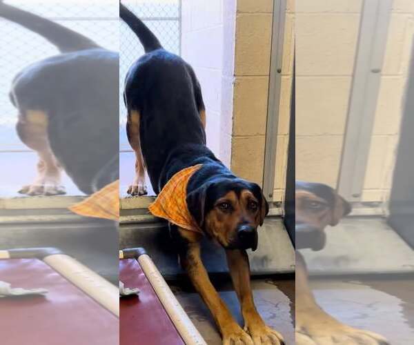 Medium Photo #5 Beagle-Unknown Mix Puppy For Sale in Chandler, AZ, USA