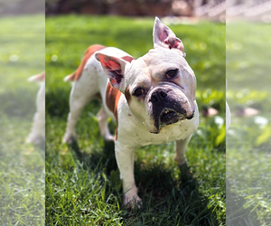 Bulldog Dogs for adoption in Westminster, MA, USA