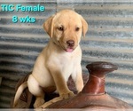 Small #8 Labrador Retriever