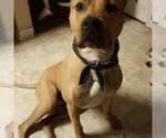 Small Photo #2 American Staffordshire Terrier-Mastiff Mix Puppy For Sale in DES MOINES, WA, USA