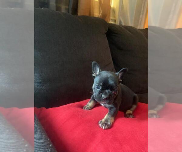 Medium Photo #1 French Bulldog Puppy For Sale in GREENVILLE, NC, USA
