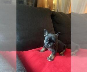 French Bulldog Puppy for sale in GREENVILLE, NC, USA