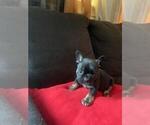 Small Photo #1 French Bulldog Puppy For Sale in GREENVILLE, NC, USA