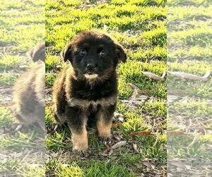 German Shepherd Dog-Unknown Mix Dogs for adoption in Holly Hill, SC, USA