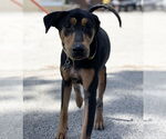Small #23 Doberman Pinscher-Pointer Mix