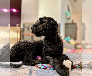 Poodle (Standard) Dogs for adoption in Valrico, FL, USA