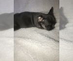 Small Photo #3 French Bulldog Puppy For Sale in TEMPE, AZ, USA
