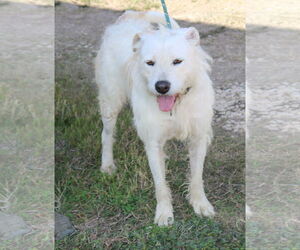Airedale Terrier-Irish Terrier Mix Dogs for adoption in Bandera, TX, USA
