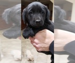 Small #23 Labrador Retriever