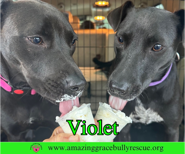 Medium Photo #3 Mutt Puppy For Sale in Pensacola, FL, USA