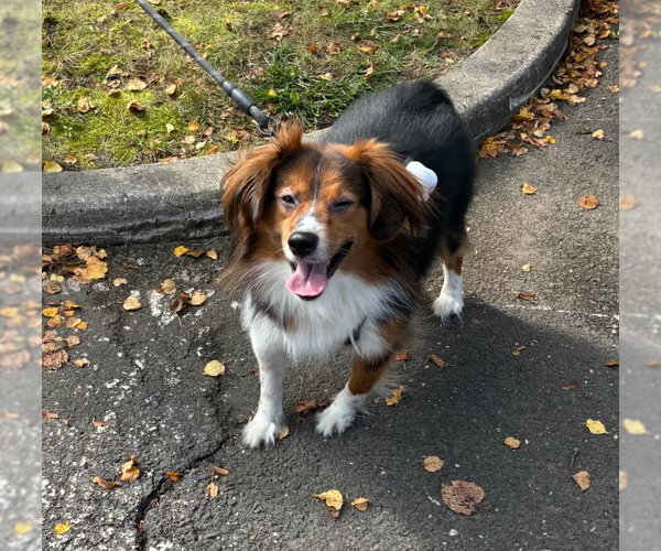 Medium Photo #3 Australian Shepherd Puppy For Sale in Oakhurst, NJ, USA