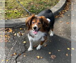Small Photo #3 Australian Shepherd Puppy For Sale in Oakhurst, NJ, USA