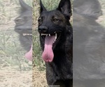 Small Photo #1 Belgian Malinois Puppy For Sale in WESTCLIFFE, CO, USA