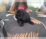 Small #8 Cavapoo