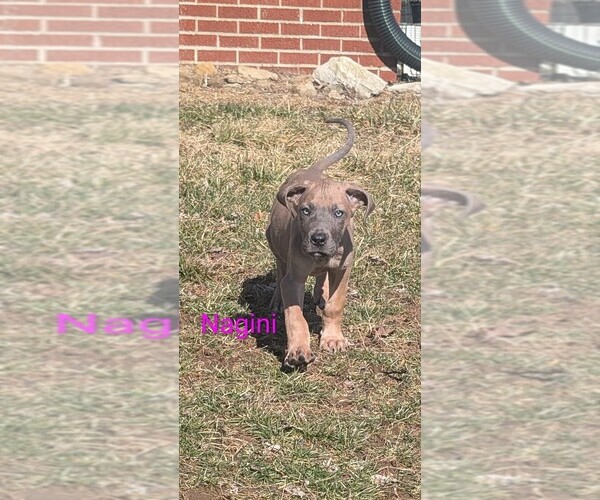 Medium Photo #1 Great Dane Puppy For Sale in ENGLISH, IN, USA