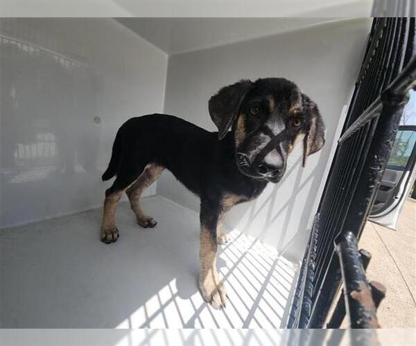 Medium Photo #1 German Shepherd Dog-Unknown Mix Puppy For Sale in Houston, TX, USA