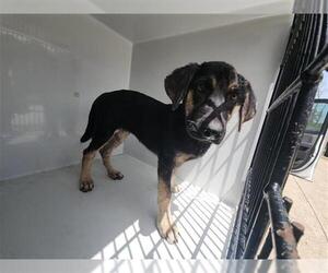 German Shepherd Dog-Unknown Mix Dogs for adoption in Houston, TX, USA