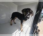 Small German Shepherd Dog Mix