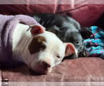 Small #2 American Pit Bull Terrier