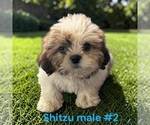 Small #2 Shih Tzu