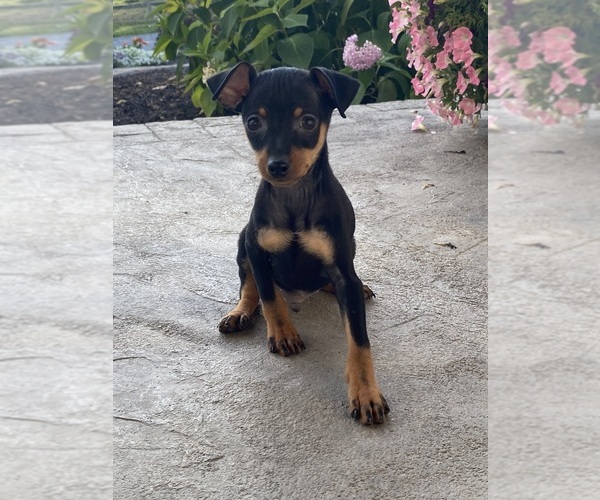 Medium Photo #3 Miniature Pinscher Puppy For Sale in CANOGA, NY, USA