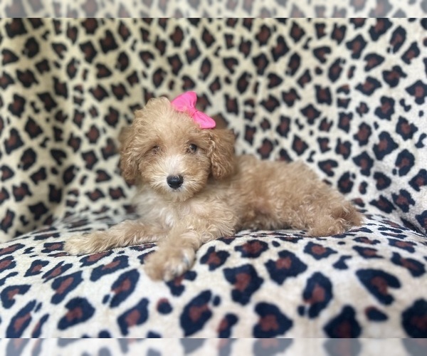 Medium Photo #9 Cavapoo Puppy For Sale in LAKELAND, FL, USA