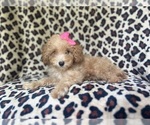Small #8 Cavapoo