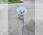 Small #3 Mutt