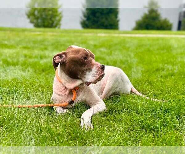 Medium Photo #3 Mutt Puppy For Sale in Crete, IL, USA