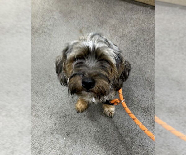 Medium Photo #1 Mutt Puppy For Sale in Forestville, MD, USA