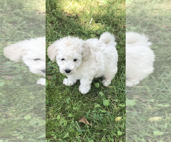 Medium Photo #4 Poochon Puppy For Sale in PRINCETON, KY, USA