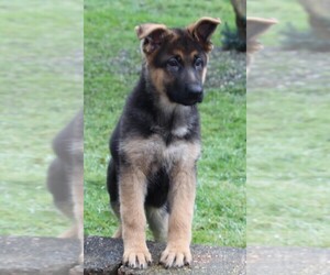 German Shepherd Dog Puppy for sale in FREDERICKSBURG, OH, USA