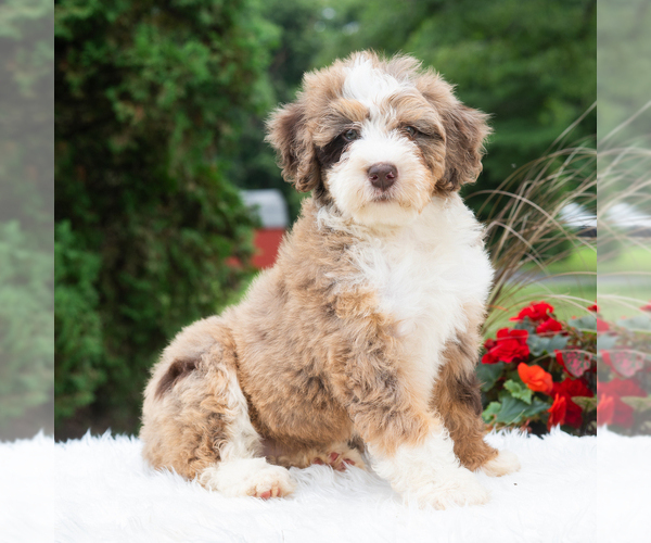 Medium Photo #3 Bernedoodle (Miniature) Puppy For Sale in NEWPORT, PA, USA