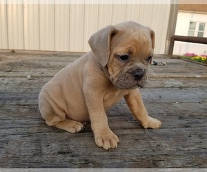 Olde English Bulldogge Puppy for sale in HUMBOLDT, IL, USA