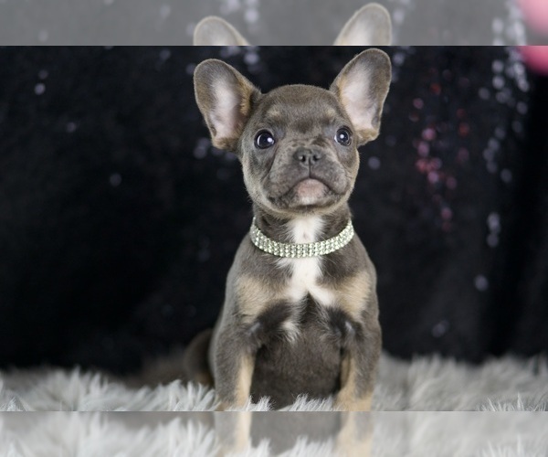 Medium Photo #32 French Bulldog Puppy For Sale in WARSAW, IN, USA
