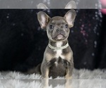 Small Photo #32 French Bulldog Puppy For Sale in WARSAW, IN, USA