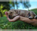 Small #2 Golden Retriever