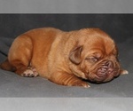 Puppy Puppy 6 Male Dogue de Bordeaux
