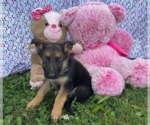 German Shepherd Dog Puppy for sale in RIGA, MI, USA