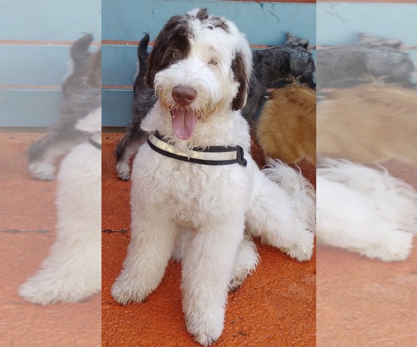 Medium Photo #1 Portuguese Water Dog Puppy For Sale in FALLS CHURCH, VA, USA