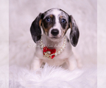 Small Photo #90 Dachshund Puppy For Sale in WARSAW, IN, USA