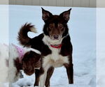 Small #10 Border Collie Mix