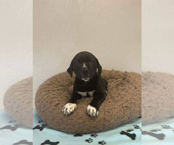 Medium Photo #5 Mutt Puppy For Sale in Osgood, IN, USA