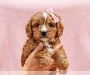Cavapoo (Miniature) Puppy for sale in LIBERTY, KY, USA