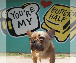 French Bulldog Puppy for sale in HOUSTON, TX, USA